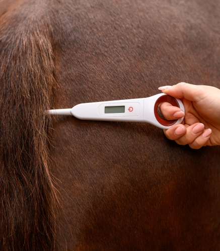 Termometr weterynaryjny dla konia Waldhausen – szybki i dokładny pomiar temperatury