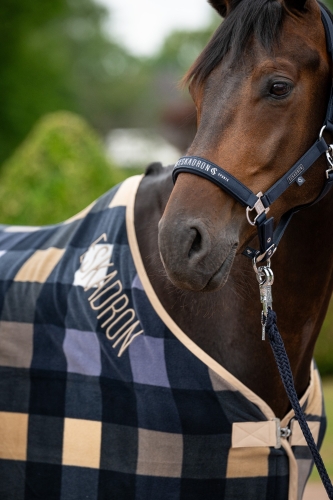 Derka osuszająca Eskadron Classic Sports Check w kolorze granatowo-beżowym