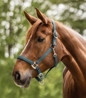 WALDHAUSEN kantar SATIN pine green