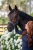 Kantar Eskadron Classic Sports Sparkle w kolorze niebieskim