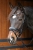 Ogłowie dla konia z kryształkami Harry's Horse Petit Crystal w kolorze czarnym