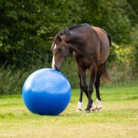 QHP zabawka dla konia PIŁKA blue 