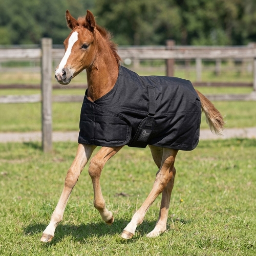 Derka źrebięca z wypełnieniem 100g Harry's Horse w kolorze czarnym