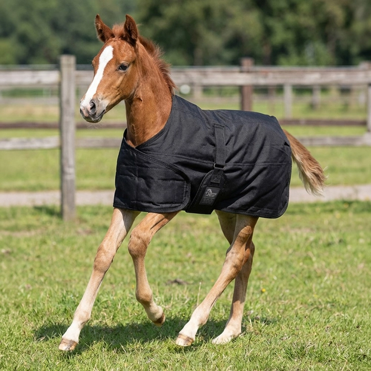 Derka źrebięca z wypełnieniem 100g Harry's Horse w kolorze czarnym
