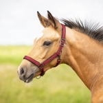 QHP kantar źrebięcy DELUXE burgundy