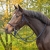 Halter z wodzami QHP Color w kolorze granatowym