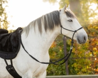 QHP kantar sznurkowy/skórzany LIBERTA black