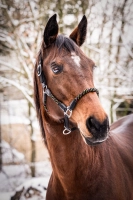 HKM kantar NeonFlash black