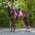 Czaprak dla konia QHP Florence w kolorze flamingo pink