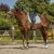 Czaprak dla konia QHP Florence w kolorze ice green