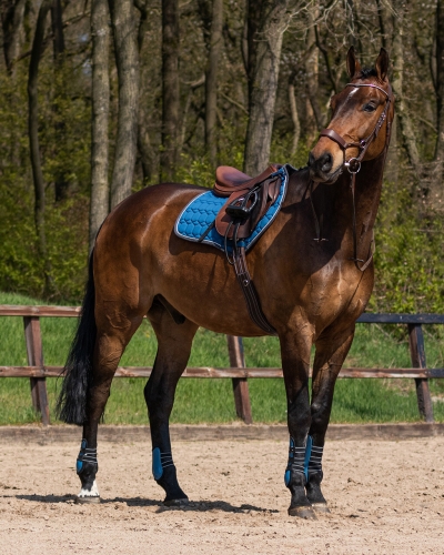 Ochraniacze na tylne nogi dla konia QHP Champion w kolorze niebieskim