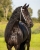 Ogłowie pokazowe QHP Luxe w kolorze białym