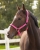 QHP kantar DELUXE pink